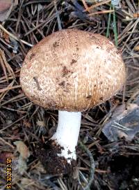 Agaricus silvaticus image