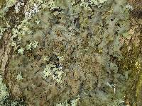 Lobaria virens image