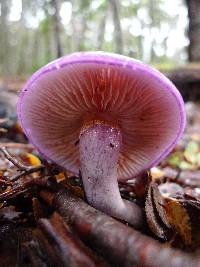 Cortinarius magellanicus image