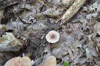 Lactarius maculatipes image