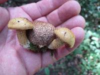 Pseudoboletus parasiticus image