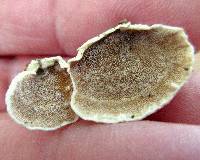Gloeoporus dichrous image