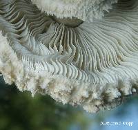 Macrolepiota mastoidea image