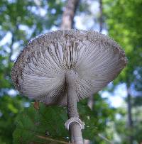 Macrolepiota prominens image