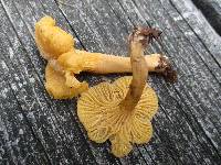 Cantharellus appalachiensis image