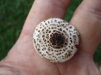 Lepiota felina image