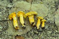 Cantharellus chicagoensis image