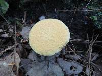 Suillus decipiens image