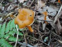 Craterellus lutescens image