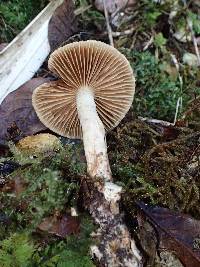 Cortinarius aureopigmentatus image