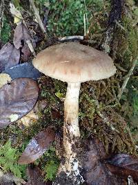 Cortinarius aureopigmentatus image