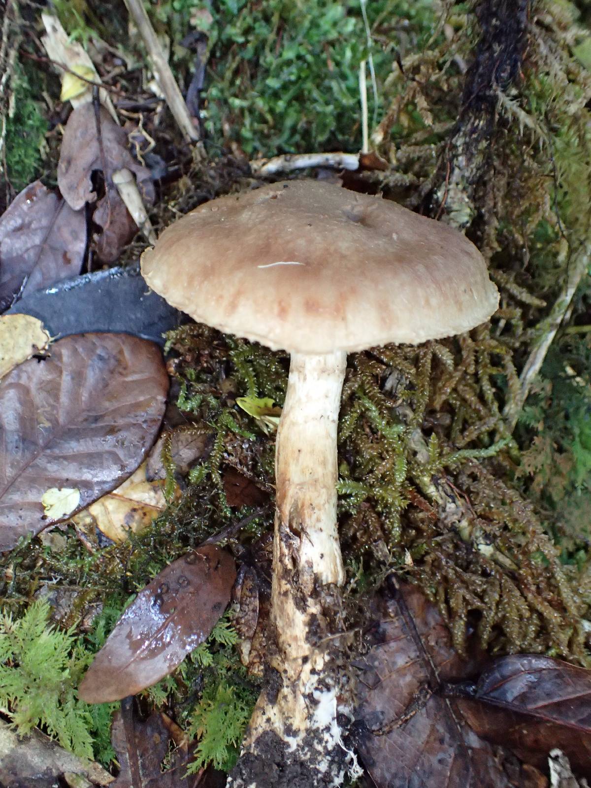 Cortinarius aureopigmentatus image