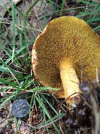 Suillus americanus image