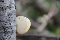 Polyporus gayanus image