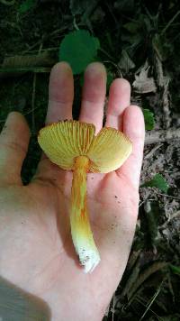 Hygrocybe acutoconica image