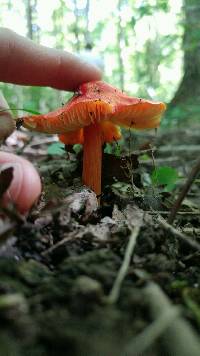 Hygrocybe acutoconica image