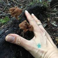 Gyromitra antarctica image