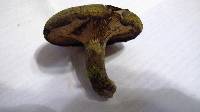 Lactarius atroviridis image