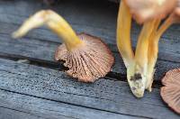 Cantharellus ignicolor image