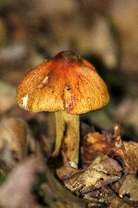 Cortinarius corrugatus image