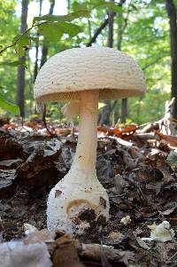 Amanita ravenelii image