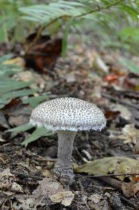 Amanita onusta image