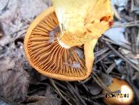 Cortinarius croceus image