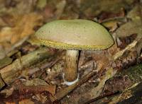 Boletus pallidus image