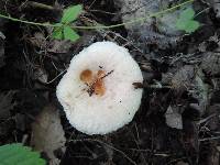 Lactarius pubescens var. betulae image