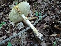 Amanita muscaria f. guessowii image