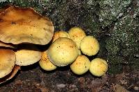 Pholiota alnicola image