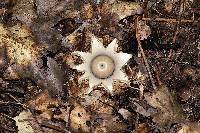 Geastrum lageniforme image