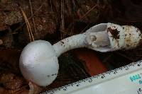 Amanita sect. Vaginatae image