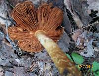 Cortinarius trivialis image