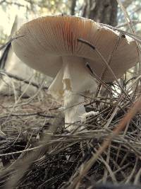 Amanita proxima image