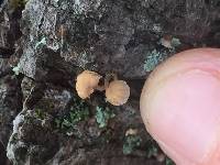 Mycena corticola image