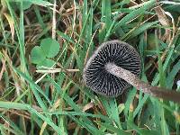 Panaeolus cinctulus image