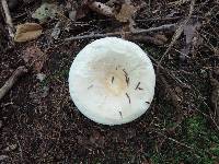 Lactarius deceptivus image