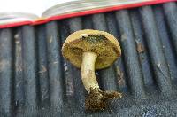 Boletus pallidus image
