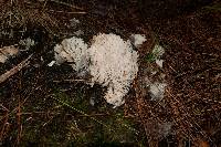 Clavulina coralloides image