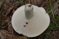 Lactarius piperatus image