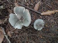 Russula aeruginea image