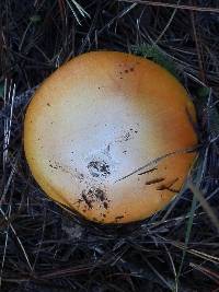 Amanita cochiseana image