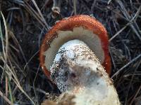 Leccinum vulpinum image