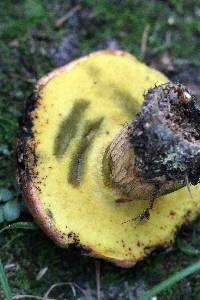 Boletus speciosus image