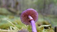 Cortinarius magellanicus image