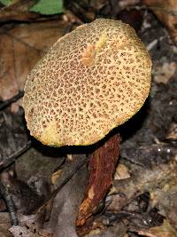 Boletellus russellii image