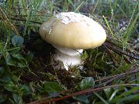 Amanita toxica image