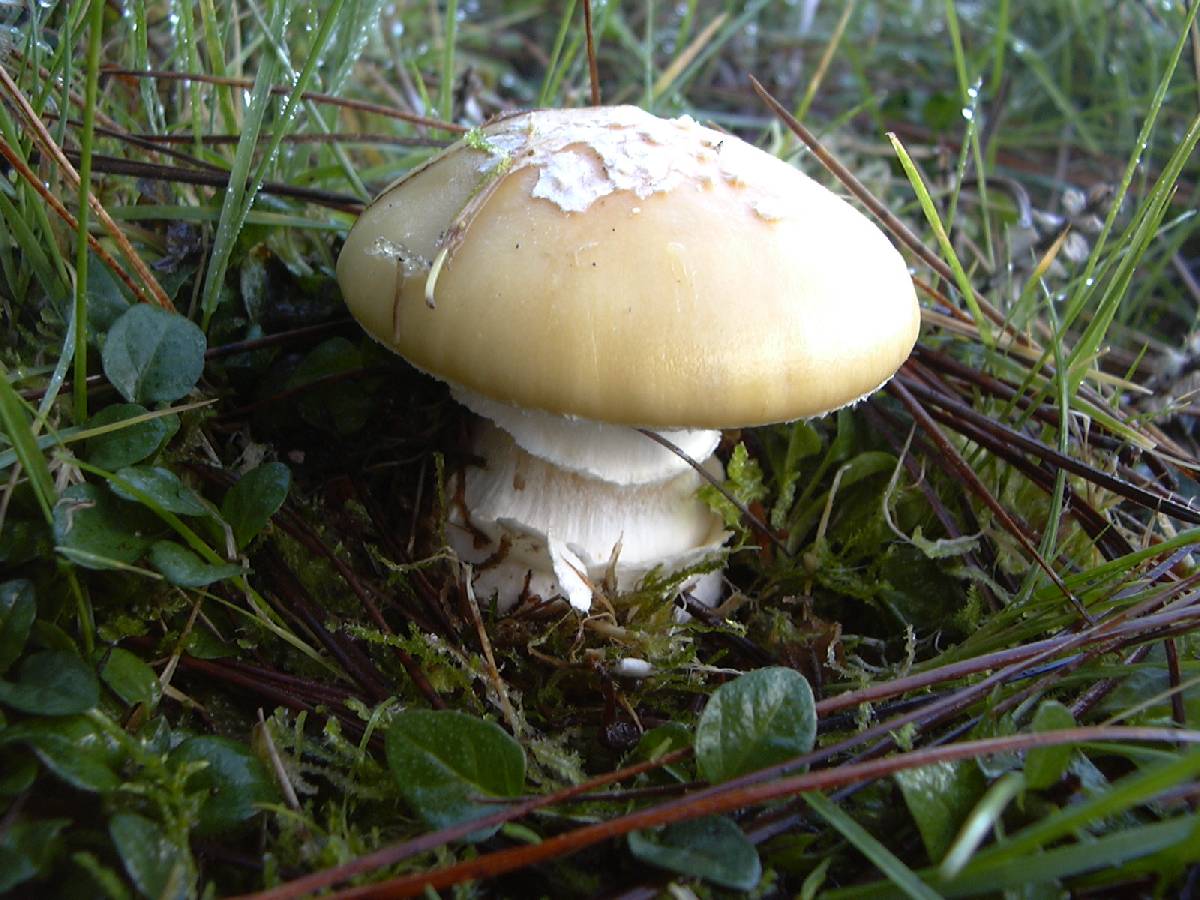 Amanita toxica image