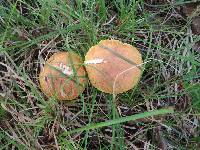Pulveroboletus ravenelii image